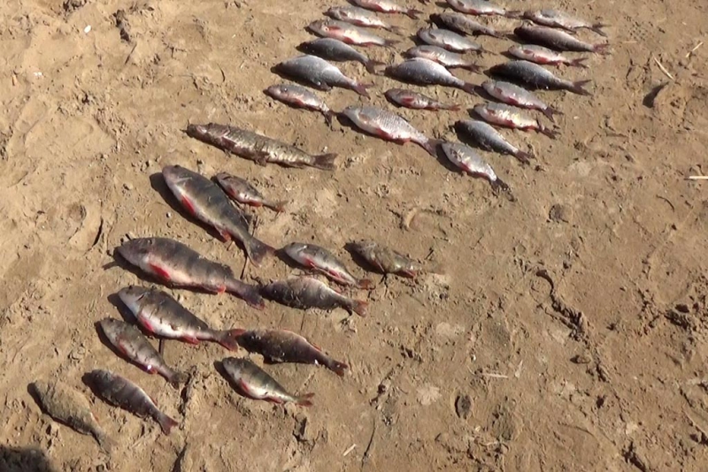 На саратовских браконьеров заведено 16 уголовных дел