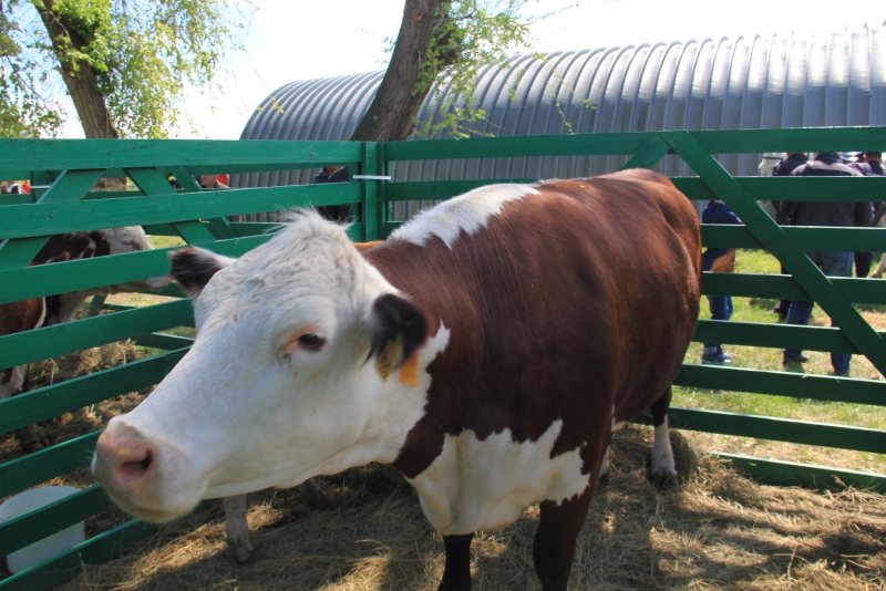 На саратовском ипподроме первым победителем 160-го сезона стал американец