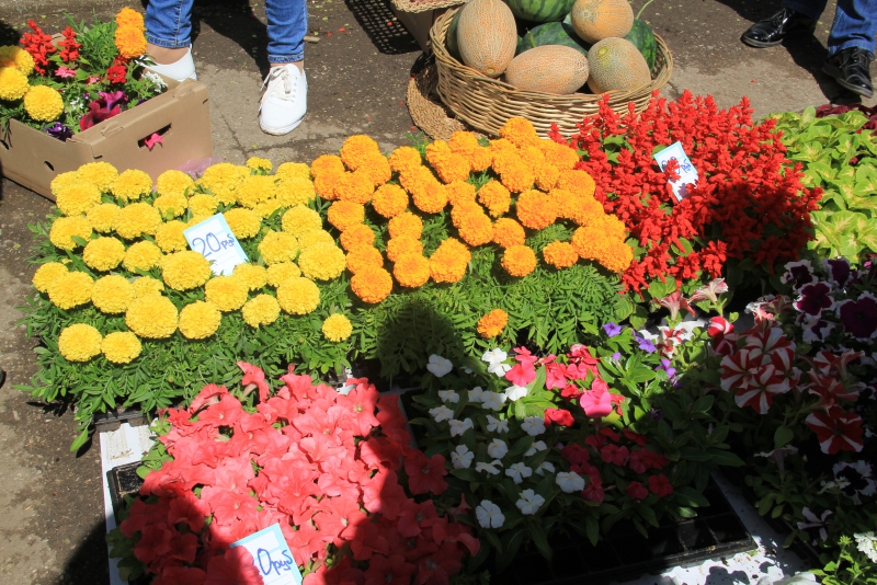 На саратовском ипподроме первым победителем 160-го сезона стал американец