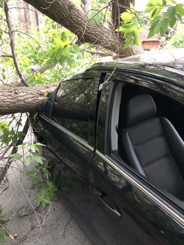В Саратове дерево рухнуло на ехавшую машину и превратило ее в утиль
