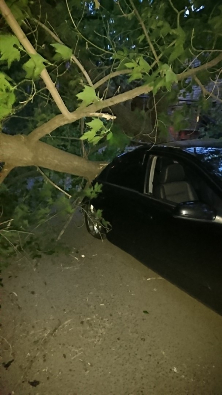 В Саратове дерево рухнуло на ехавшую машину и превратило ее в утиль