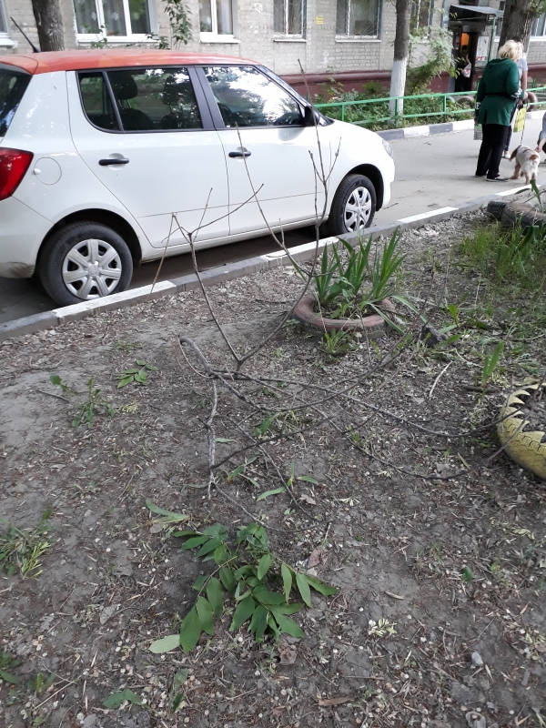 В Заводском районе деревья опасно нависли над детской площадкой