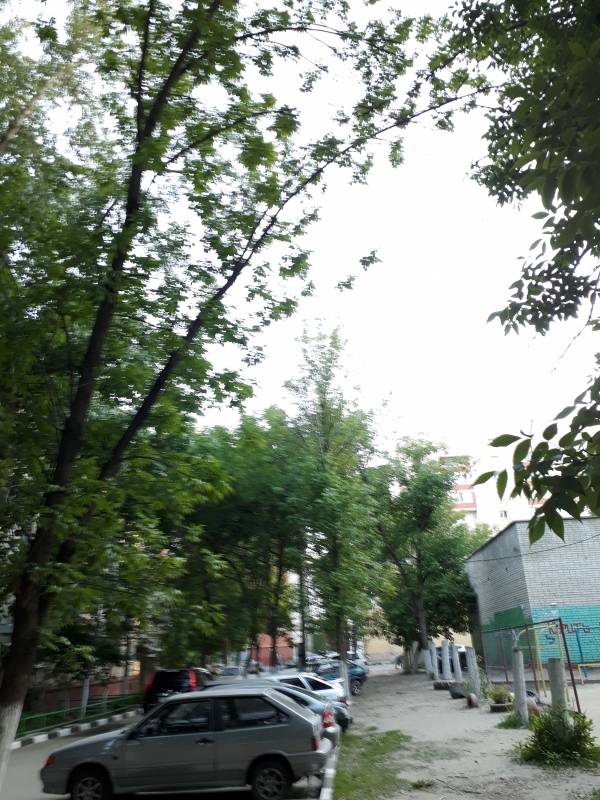 В Заводском районе деревья опасно нависли над детской площадкой