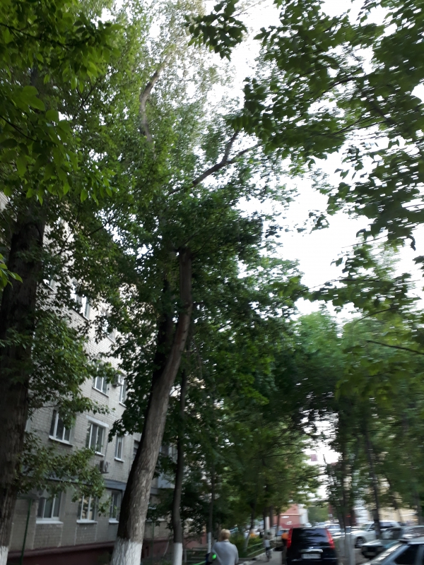 В Заводском районе деревья опасно нависли над детской площадкой