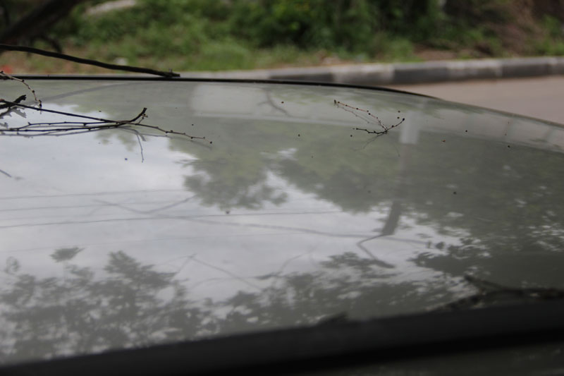 В центре Саратова «Дэу» придавила ветка дерева