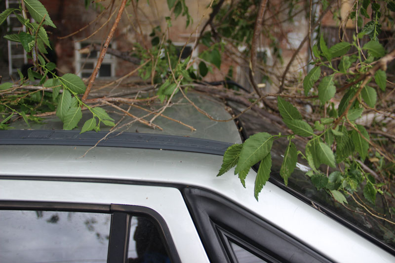 В центре Саратова «Дэу» придавила ветка дерева