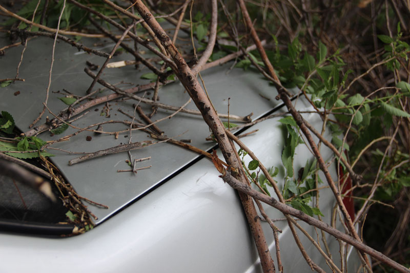 В центре Саратова «Дэу» придавила ветка дерева