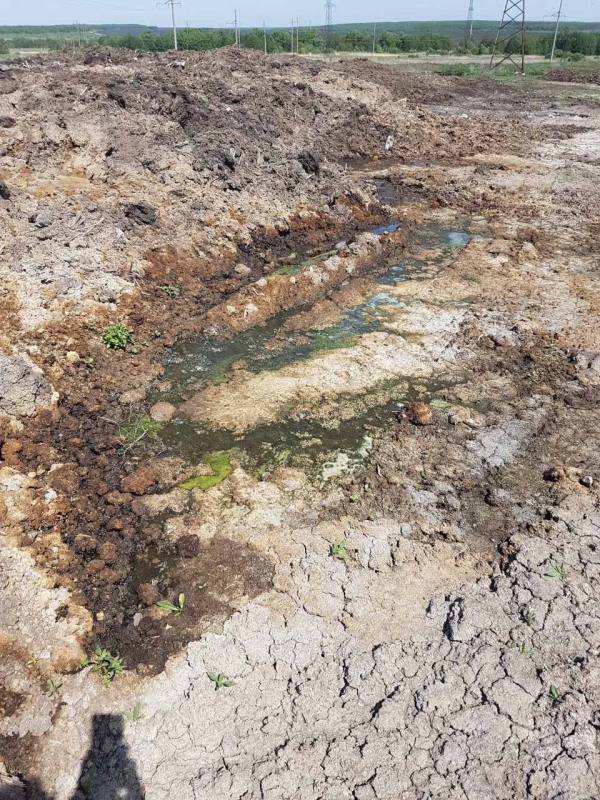 Под Саратовом завели уголовное дело о порче земли куриным пометом