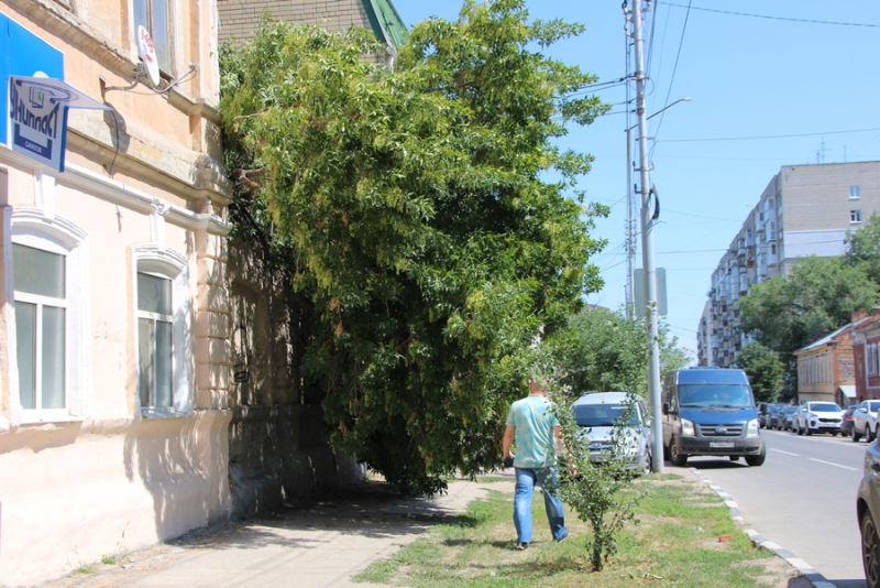 В центре Саратова сломанная ветка дерева перегородила тротуар