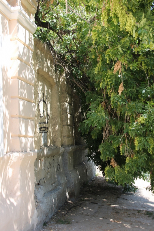 В центре Саратова сломанная ветка дерева перегородила тротуар