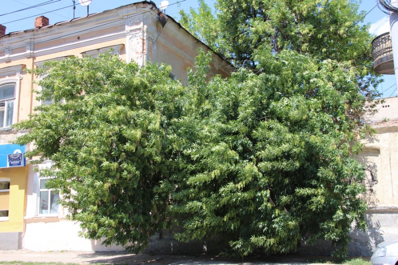 В центре Саратова сломанная ветка дерева перегородила тротуар