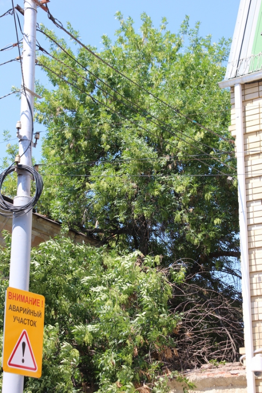 В центре Саратова сломанная ветка дерева перегородила тротуар