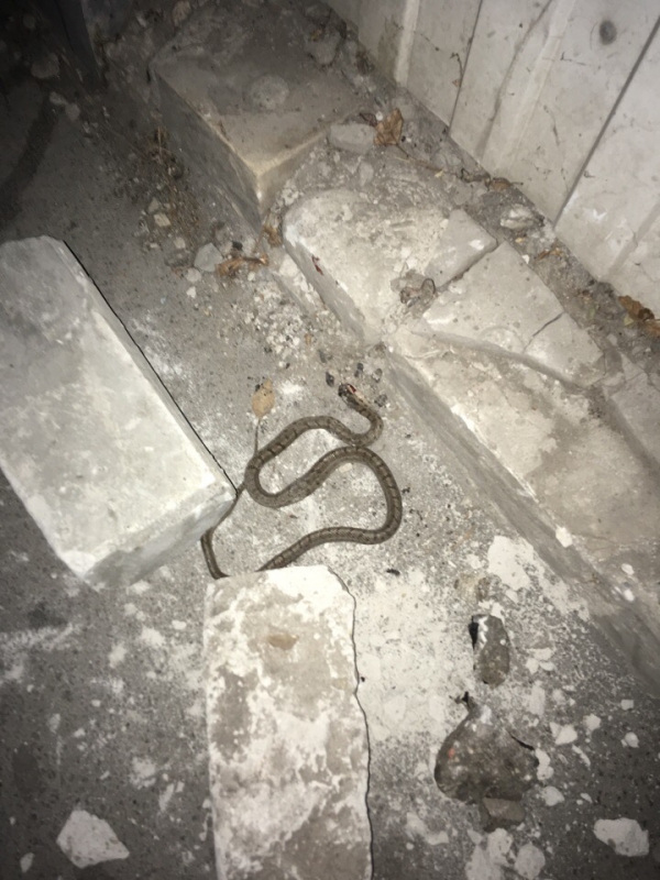 Саратовцев напугали змеи-«медянки» в Заводском районе