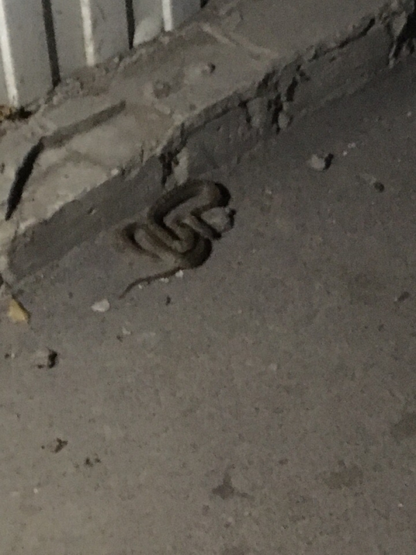 Саратовцев напугали змеи-«медянки» в Заводском районе