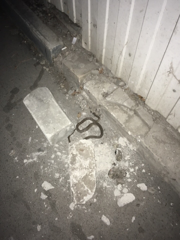 Саратовцев напугали змеи-«медянки» в Заводском районе