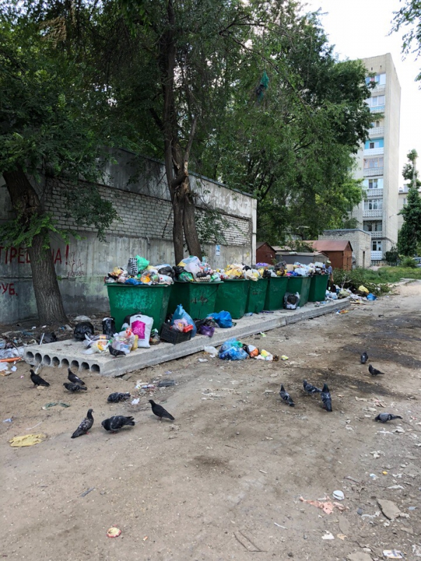 Горожане сообщают о крысах на мусорке у детской площадки