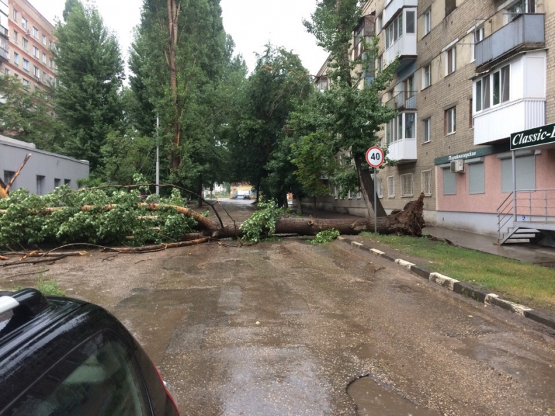 На Большой Садовой крупное дерево перекрыло путь автомобилистам