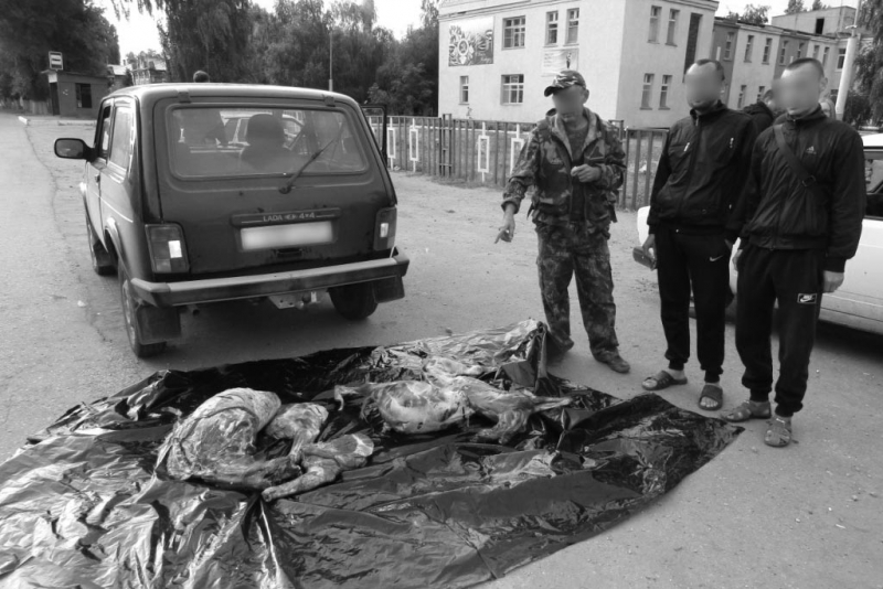 В Марксе задержали двоих подозреваемых в убийстве оленя и косули