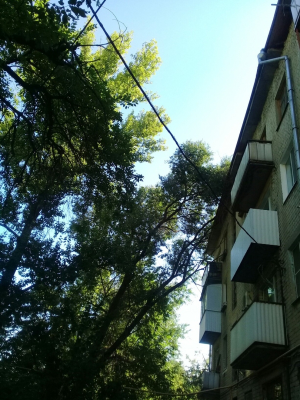 В Ленинском районе сухое дерево может упасть на газовую трубу