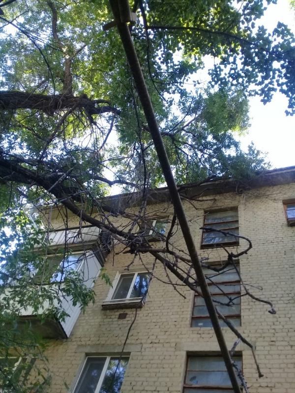 В Ленинском районе сухое дерево может упасть на газовую трубу