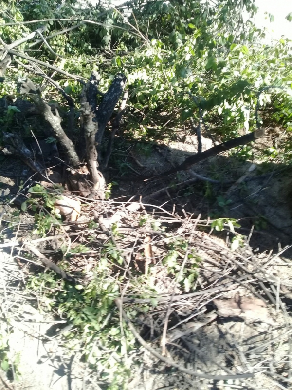 В Ленинском районе сухое дерево может упасть на газовую трубу