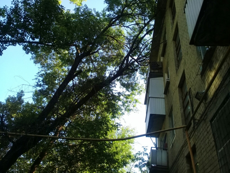 В Ленинском районе сухое дерево может упасть на газовую трубу