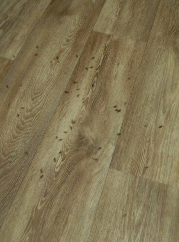 Госжилинспекция проверит в Ленинском районе дом с огромным количеством мокриц