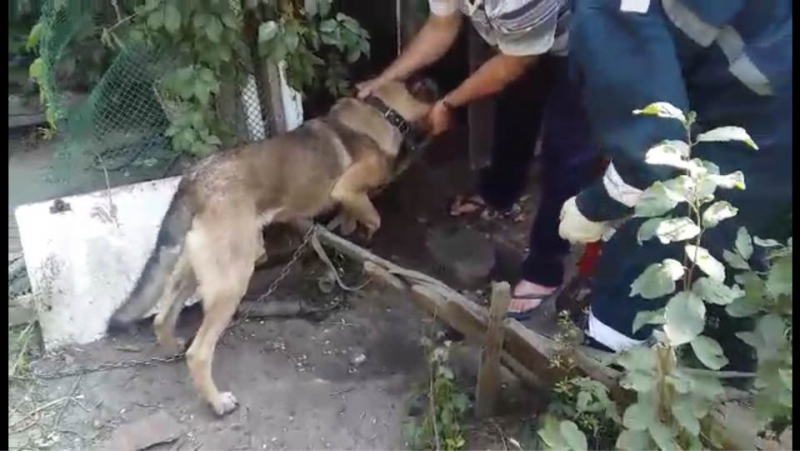 Саратовские спасатели пришли на помощь застрявшему в карабине псу