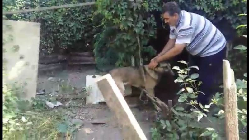 Саратовские спасатели пришли на помощь застрявшему в карабине псу