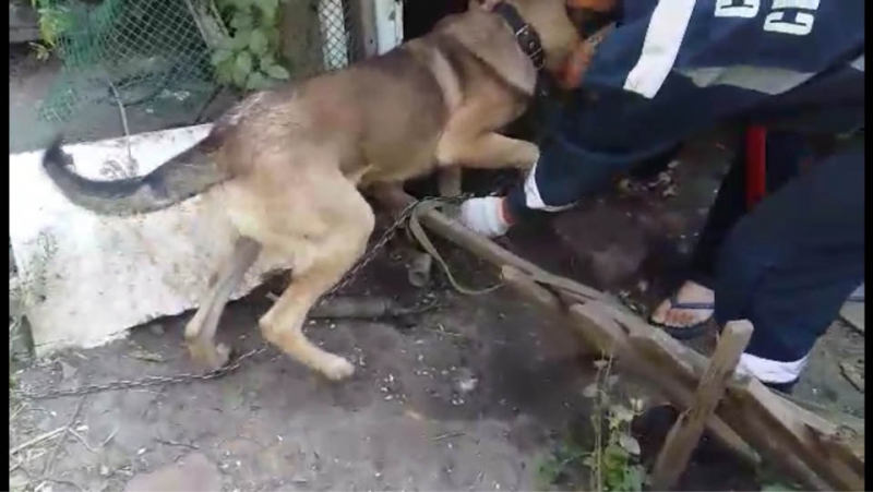Саратовские спасатели пришли на помощь застрявшему в карабине псу