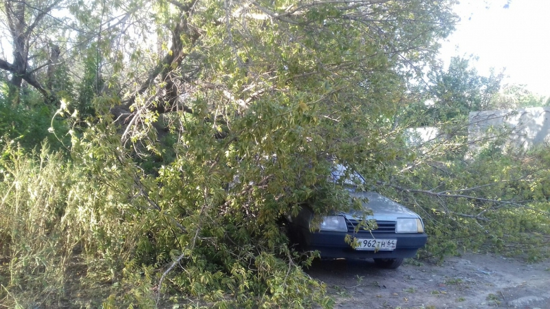 На Международной дерево упало на автомобиль и перегородило дорогу