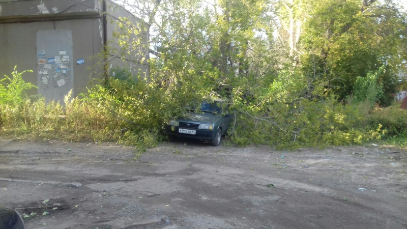 На Международной дерево упало на автомобиль и перегородило дорогу