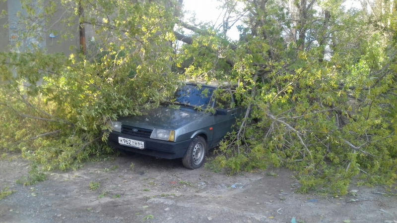 На Международной дерево упало на автомобиль и перегородило дорогу