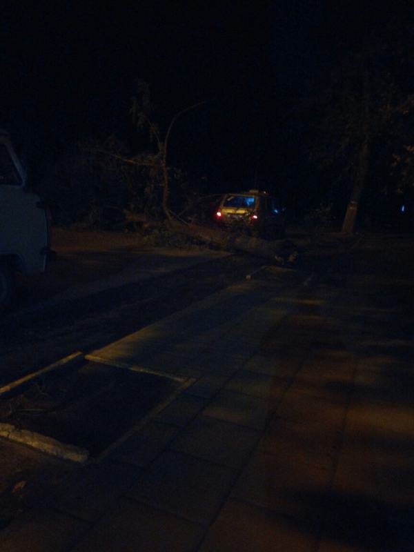 На Международной дерево упало на автомобиль и перегородило дорогу