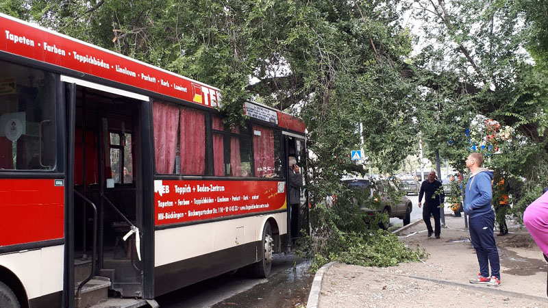 Газ 322132 барнаул. Автобус подобное дерево упало. Автобус в деревьях. В таганроге упало дерево на автобус. Автобус подобное дерево упало.