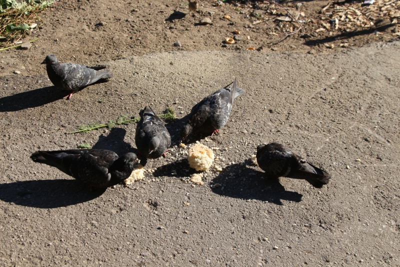 И.о. прокурора Саратова заметил улучшения в вывозе мусора из Волжского района