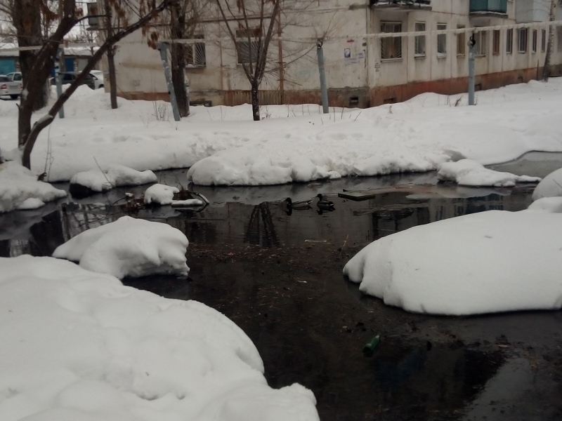 В затопленном дворе на Московском шоссе поселились утки