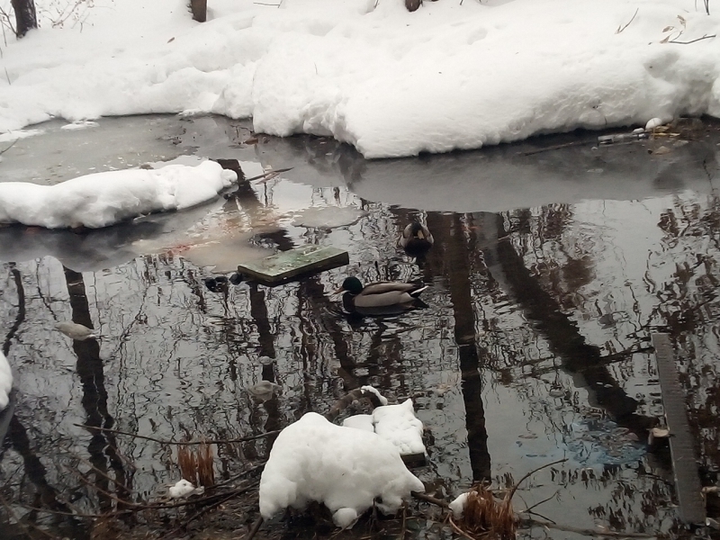 В затопленном дворе на Московском шоссе поселились утки