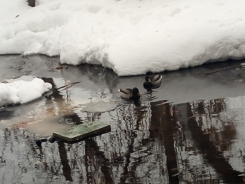 В затопленном дворе на Московском шоссе поселились утки