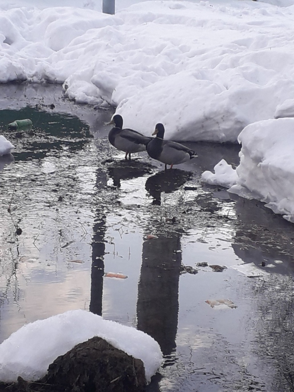В затопленном дворе на Московском шоссе поселились утки