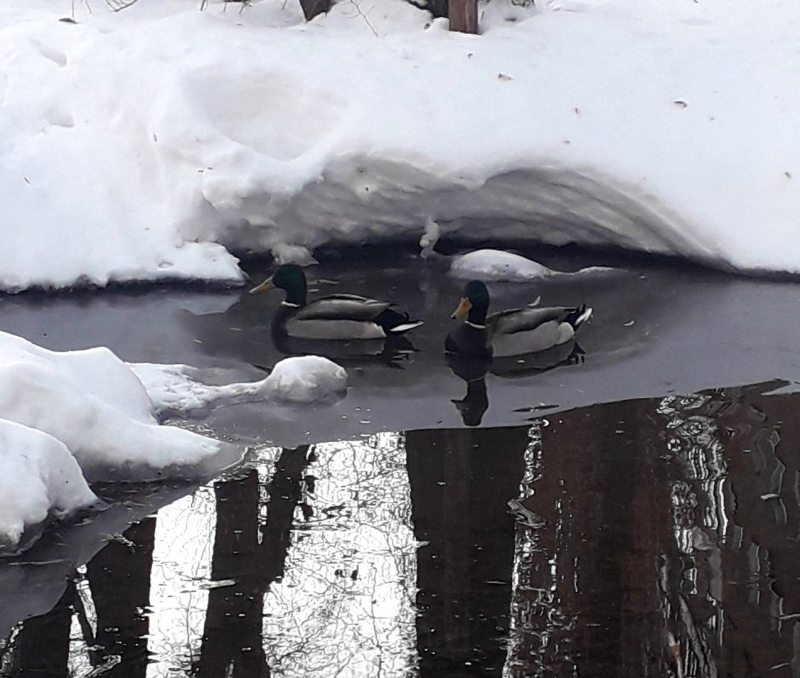 В затопленном дворе на Московском шоссе поселились утки