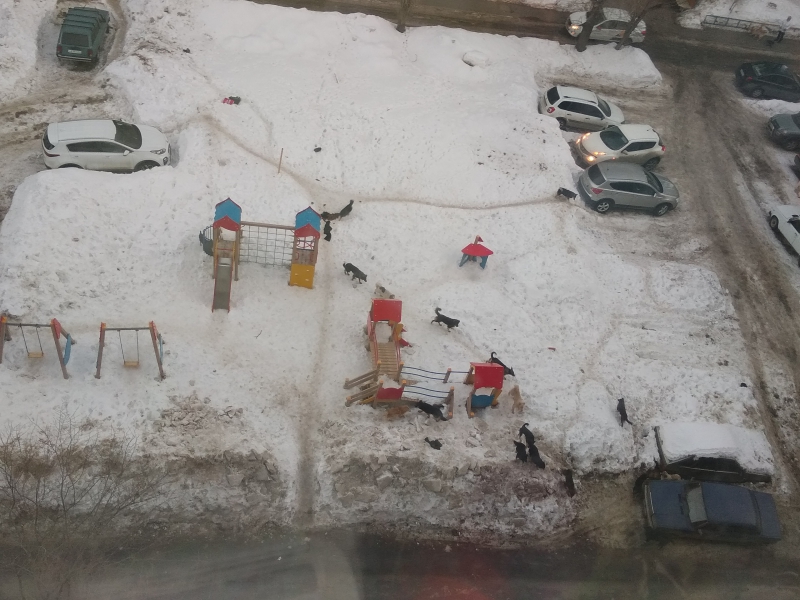 В Саратове около 15 собак оккупировали детскую площадку и пугают жителей