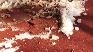 Возле телецентра «Бобкэт» испортил спортивную площадку