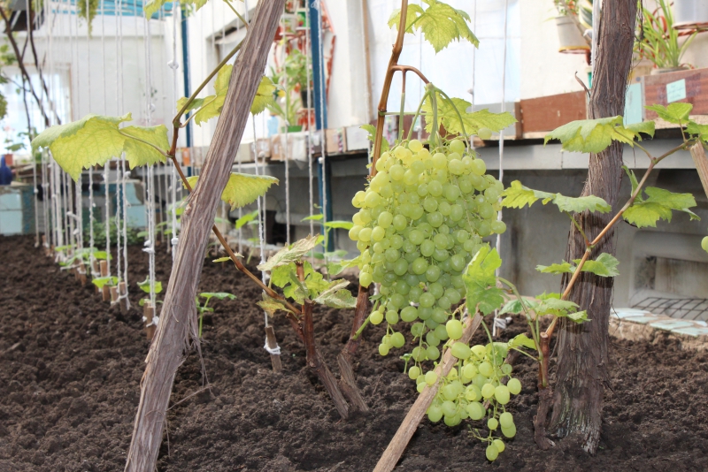 В саратовской колонии осужденные впервые вырастили виноград