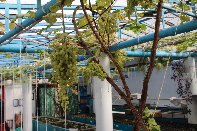 В саратовской колонии осужденные впервые вырастили виноград