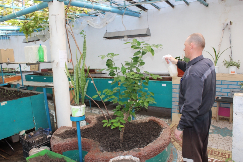 В саратовской колонии осужденные впервые вырастили виноград