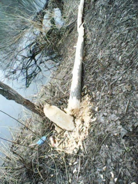 В парке Балакова бобры повалили и изгрызли деревья