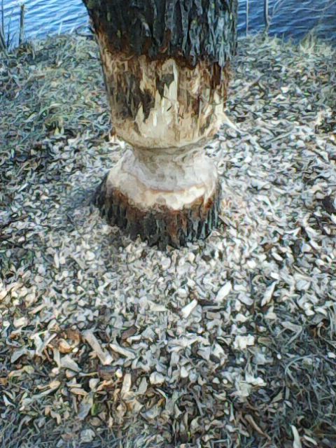 В парке Балакова бобры повалили и изгрызли деревья