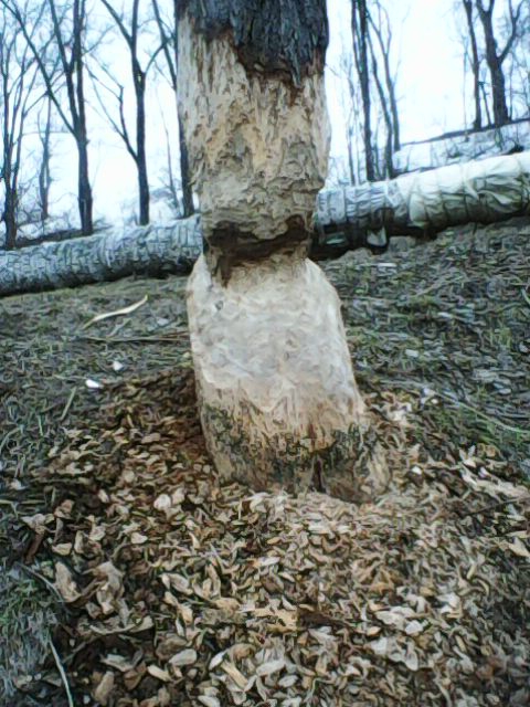 В парке Балакова бобры повалили и изгрызли деревья