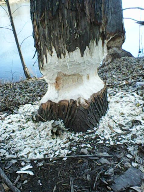 В парке Балакова бобры повалили и изгрызли деревья